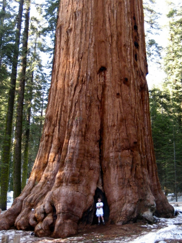 750 10 высочайших деревьев планеты