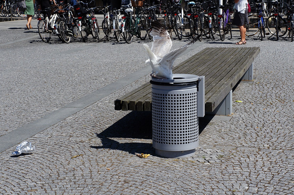 Copenhagen16 Чем заняться в Копенгагене