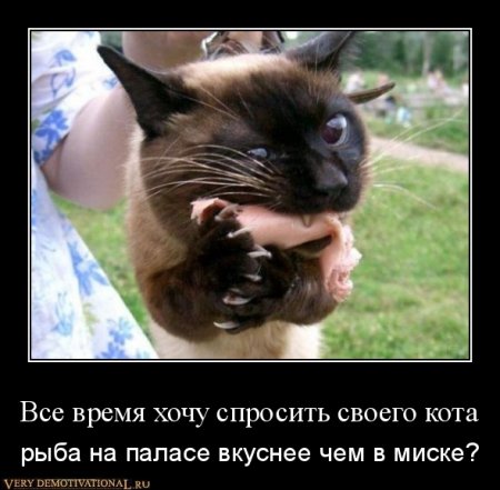 Под стольные демотиваторы!