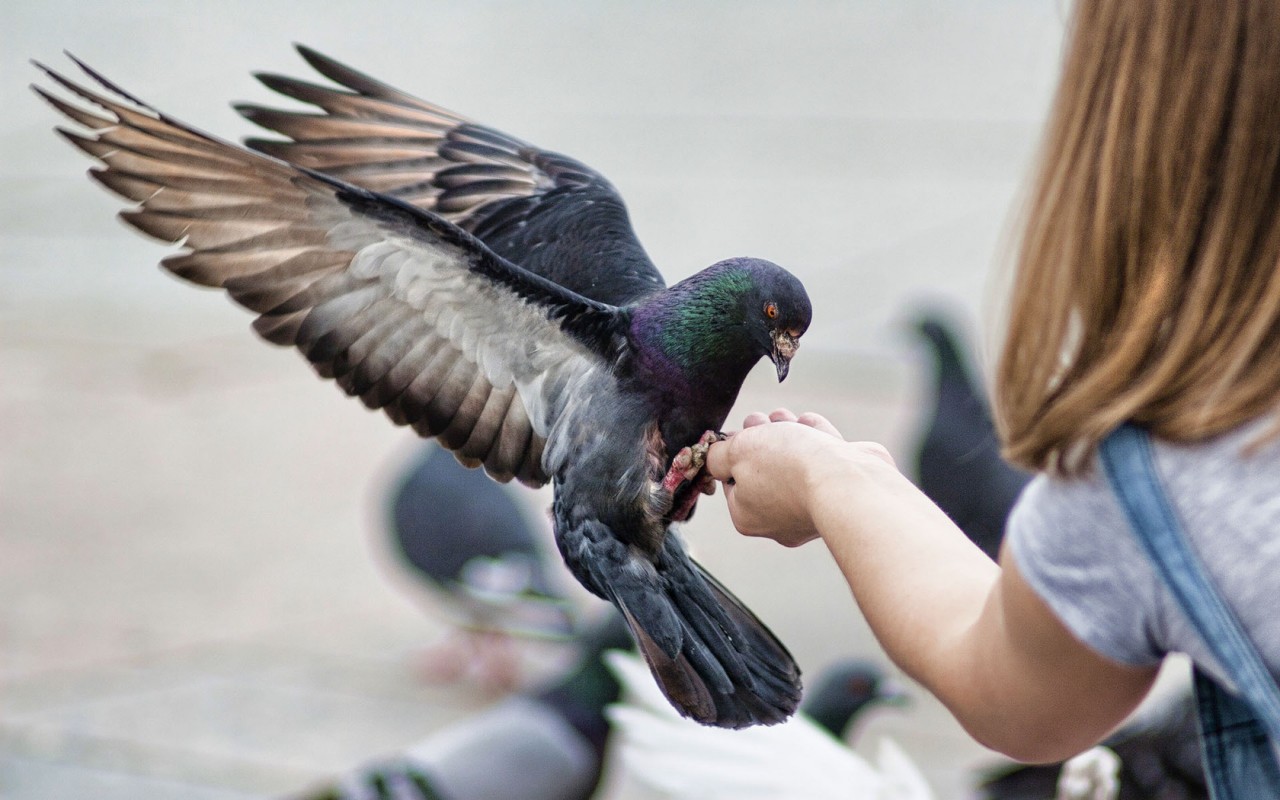 Почему жители городов никогда не видят птенцов голубей голубь, интересное, птицы
