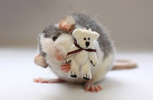 Фото крысок