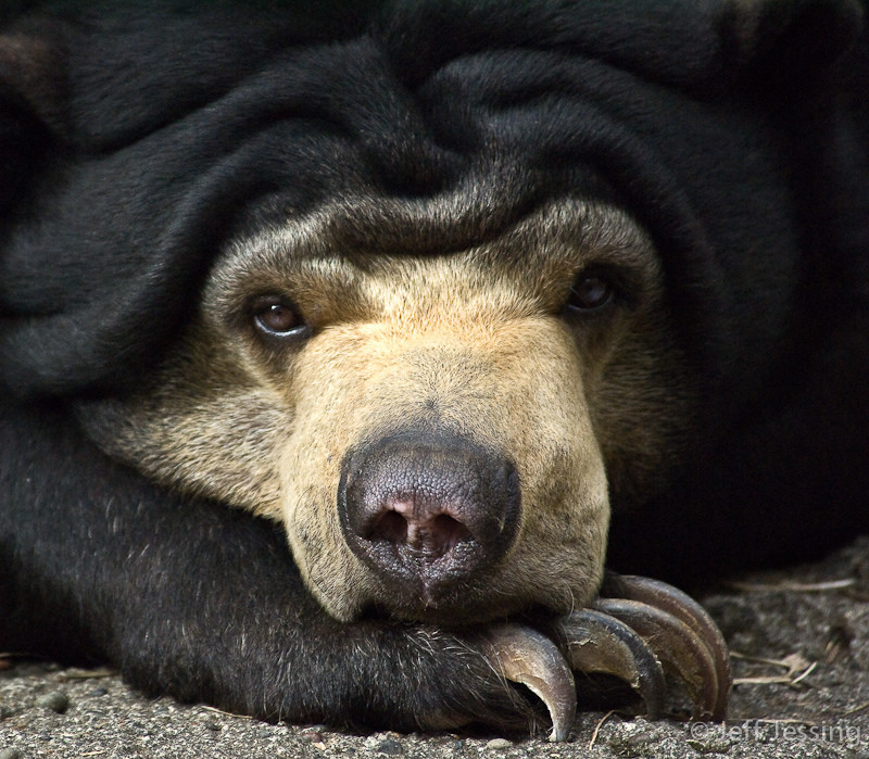  Малайский медведь Малайский, медведь, природа