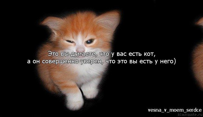 Прикольные цитаты в картинках Прикольные цитаты в картинках