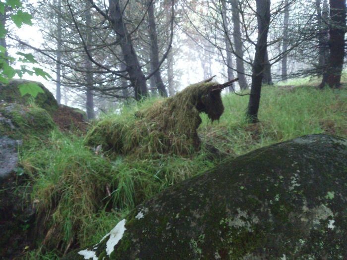 Пень, поросший травой, похож на сказочного единорога большое в малом, волшебные картинки, волшебный фонарь, картина, неожиданно, оптическая иллюзия, увидеть мир другим, фото