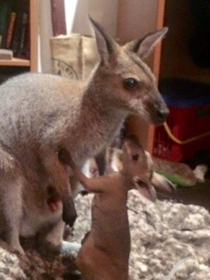Благодарная кенгуру принесла показать детеныша женщине, которая её спасла