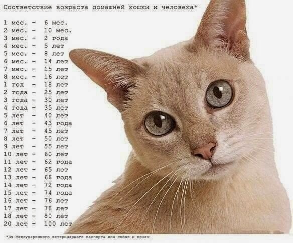 Сколько лет вашей кошке в человеческом измерении