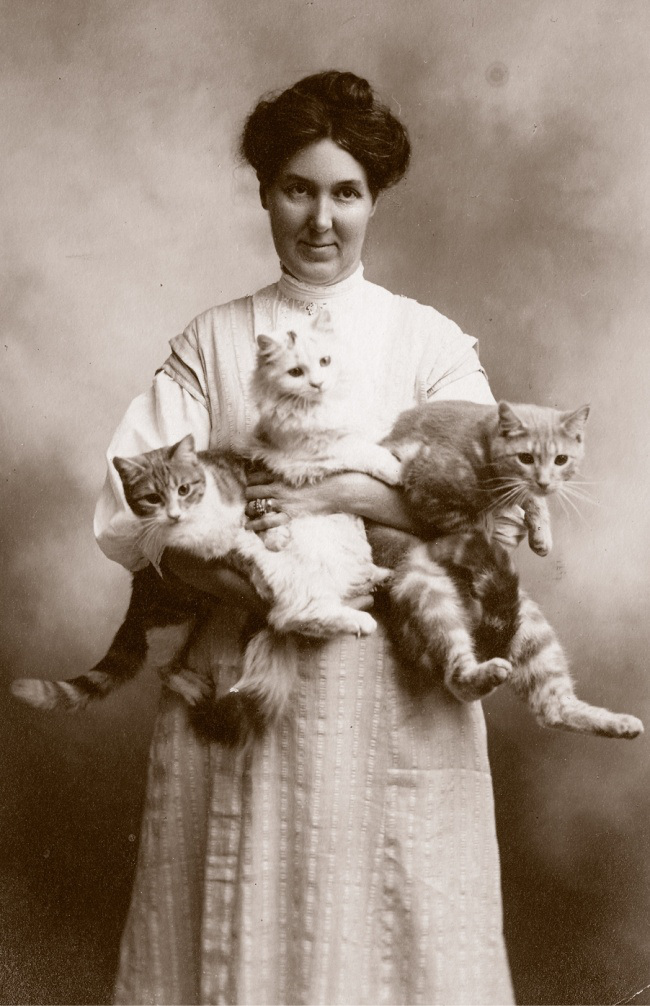 старинные открытки с котами 