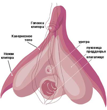 1. Клитор внутренний 2. Девять фактов о клиторе