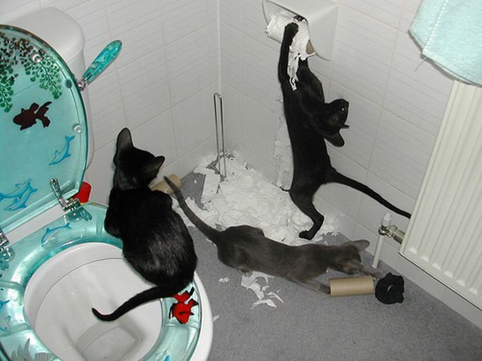 Коты- преступники Коты- преступники животные, юмор