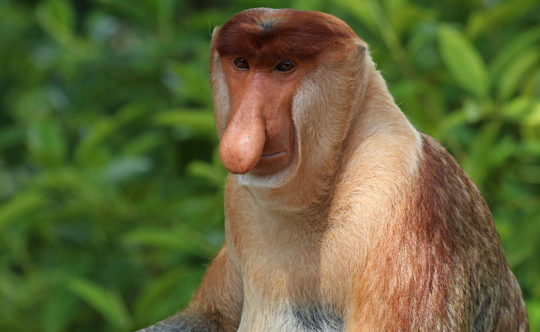Обезьяна-носач
Этот длинноносые обезьяны живут на острове Борнео, в Юго-Восточной Азии. Они рождаются с синим лицом и маленьким носом. Изменения цвета лица и носа в течение жизни становятся все больше и больше, превращая животных в настоящих уродцев.