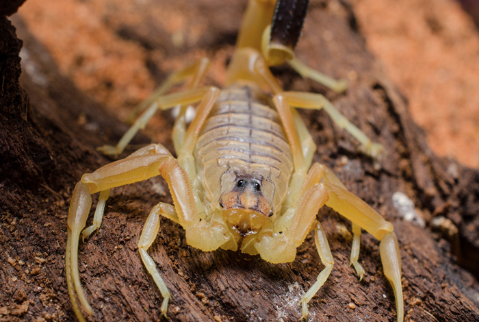  Самые странные носители яда из мира природы (10 фото)