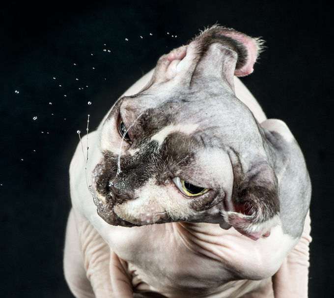Карли Дэвидсон в проекте  Shake Cats, с портретами кошек, отряхивающихся от воды