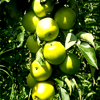 Колоновидные яблони: посадка и уход, обрезка и выращивание, лучшие сорта.