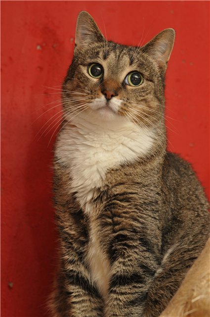 3045391_image_5_1_ (425x640, 70Kb)