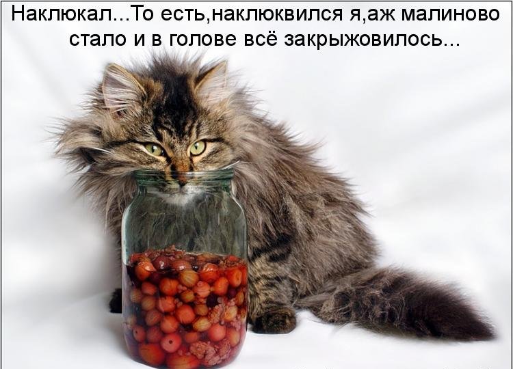 Котоматрица (81 фото)