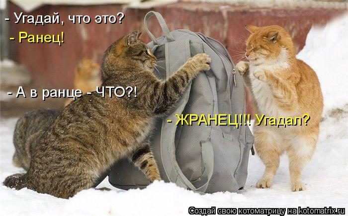 Лучшие котоматрицы недели