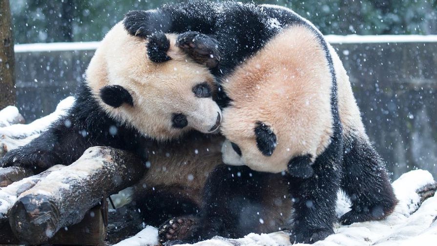 Панды радуются первому снегу (7 фото)