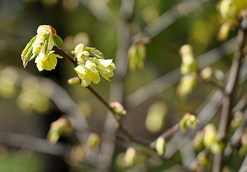 Корилопсис (Corylopsis) Корилопсис (Corylopsis)