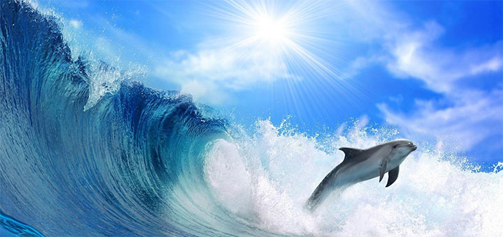 delfin_av