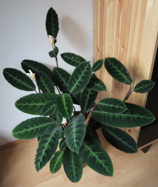   (Calathea warscewiczii)