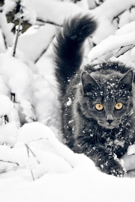 luxfon.com-1664 (466x700, 108Kb)