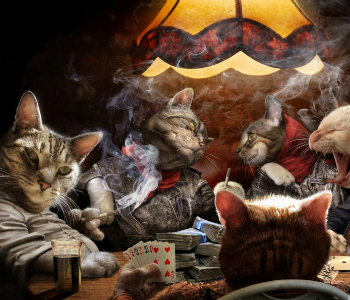 Что делают кошки, когда хозяев нет дома? Что делают кошки, когда хозяев нет дома?