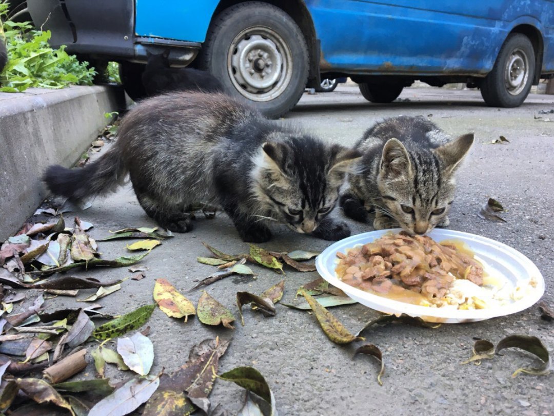 Скоро заморозки и котята на улице продержатся недолго Скоро заморозки и котята на улице продержатся недолго