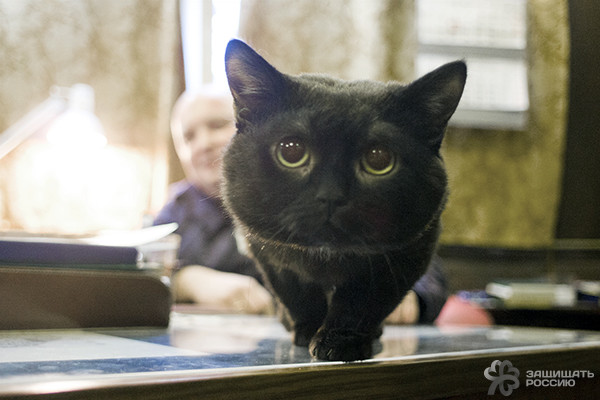 Корабельные коты: суровые и пушистые корабли, коты, кошки, флот