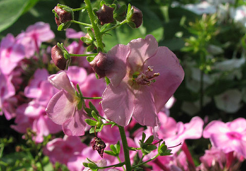 Коровяк (Verbascum) Коровяк (Verbascum)