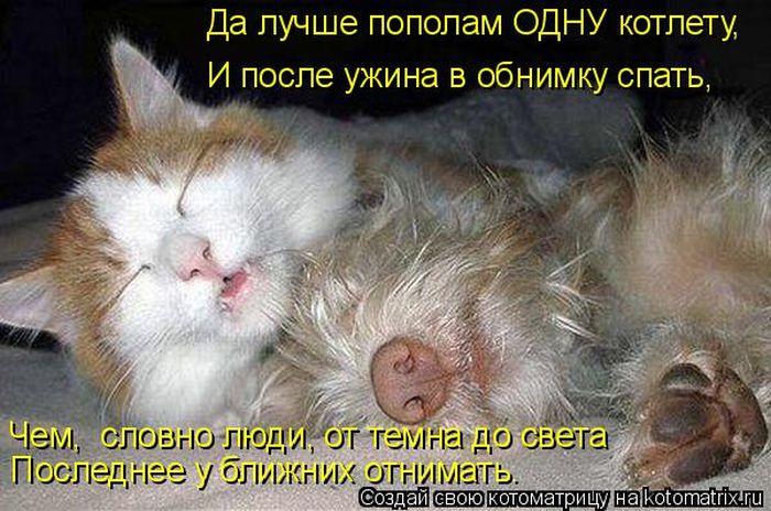 Лучшие котоматрицы недели (50 фото)