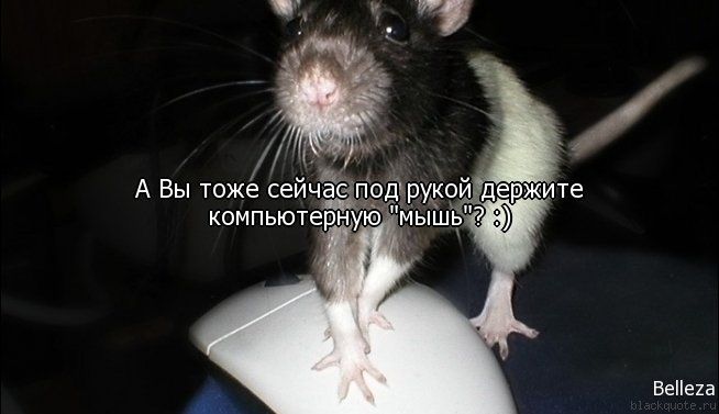 Прикольные цитаты в картинках Прикольные цитаты в картинках