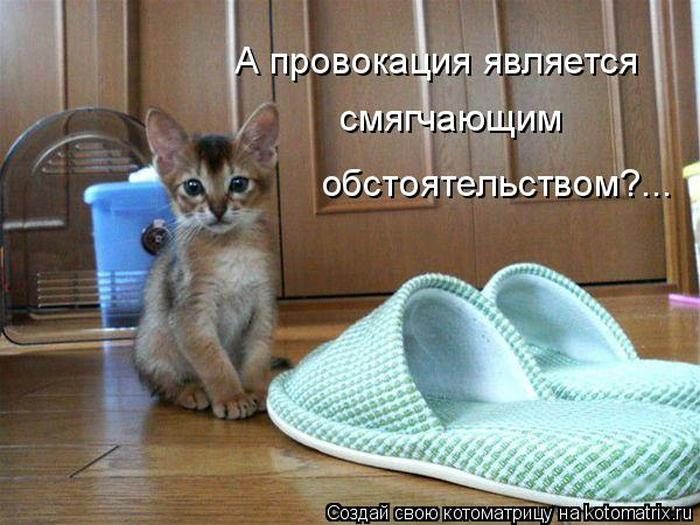 Лучшие котоматрицы недели