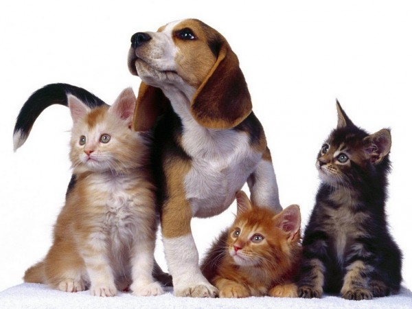 Подарить радость с My Family