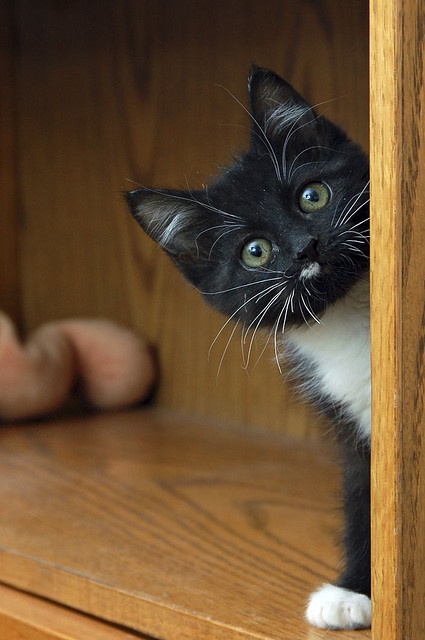 4045361_a5b61d1245723503d61c2ddd0148eabb (425x640, 80Kb)