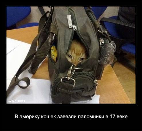 Интересные факты о кошках в картинках Интересные факты о кошках в картинках