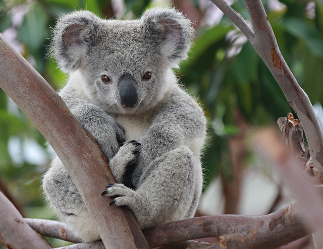 KOALA