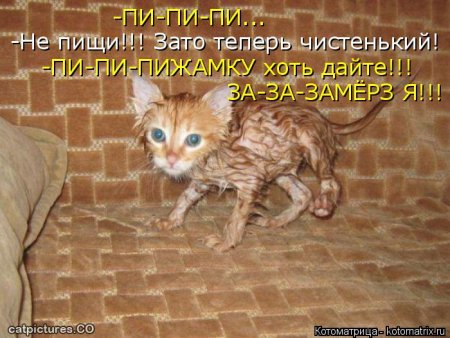 котомашечки от Лисицы))