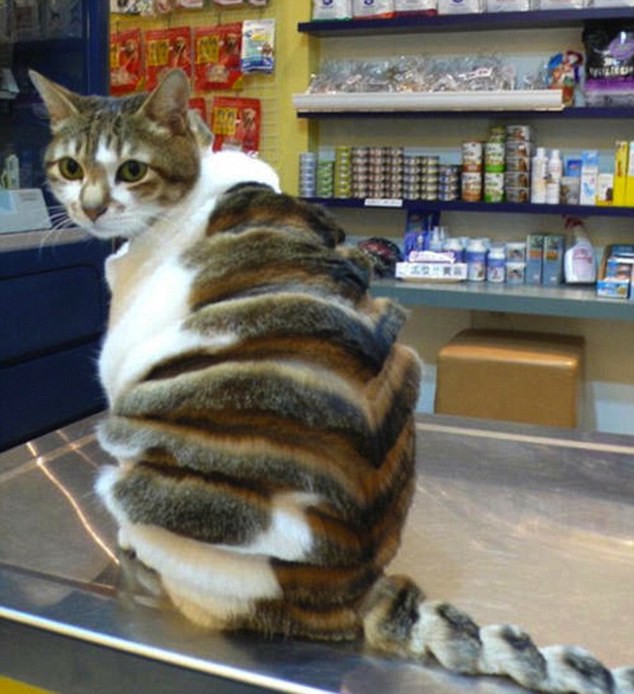 Кошачьи стрижки или когда твой хозяин - парикмахер кошки, мода, прикол, стрижки