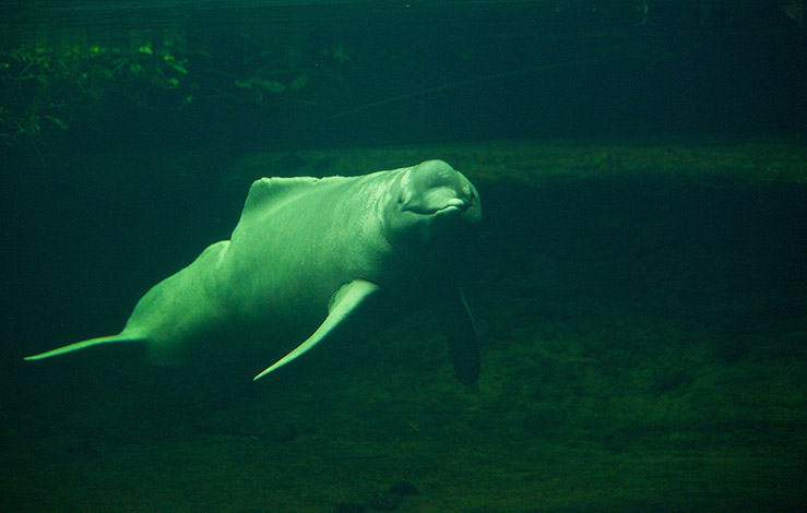 Пресноводный дельфин &ndash; иния (Амазонский дельфин) 