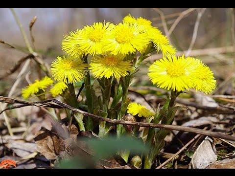 Лекарственные свойства мать и мачехи