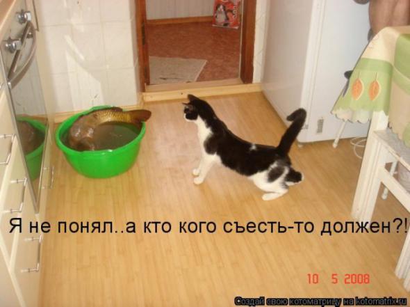 Котоматрица