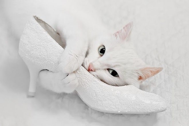 Белая кошка Кошка и туфля