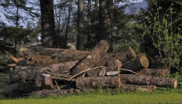 В Брянской области бывший лесничий осужден за незаконную рубку лесных насаждений на сумму почти 2 млн. рублей