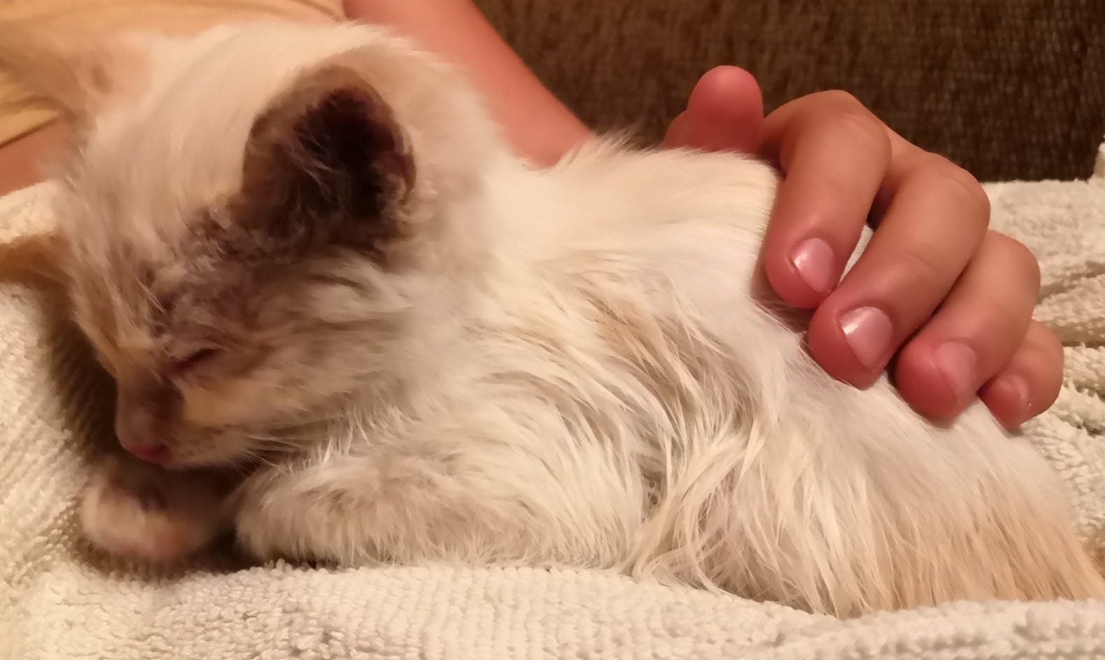 помощь котенку котенок на руках