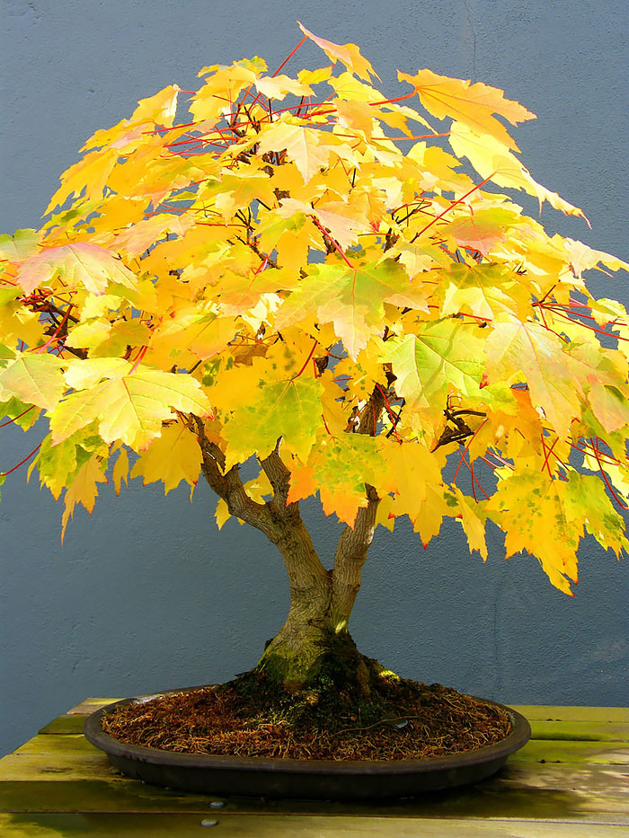 arboles-de-bonsai-impresionantes-13