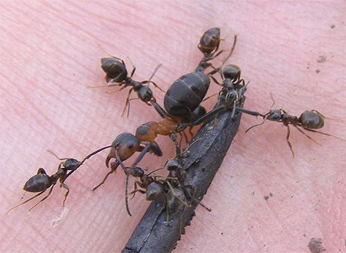 Чем меньше муравей, тем больше его сила, приходящаяся не единицу массы