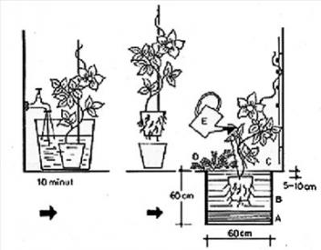 Посадка клематиса в картинках: горшок с клематисом поместить в воду на 10 минут, чтобы не повредить корни при вынимании растения из горшка, осторожно достать клематис из горшочка, поместить в заранее подготовленную яму рядом с опорой, после посадки полить