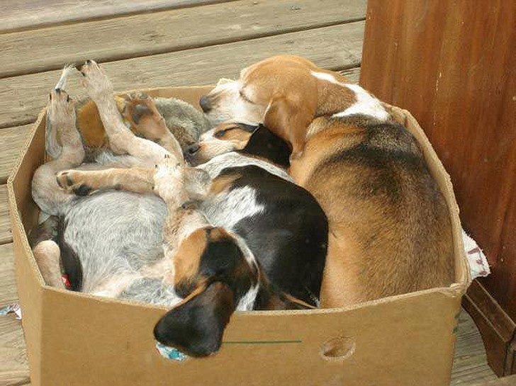 30 неприхотливых собак, которые будут сидеть везде, где им вздумается comfydogs31 30 неприхотливых собак, которые будут сидеть везде, где им вздумается