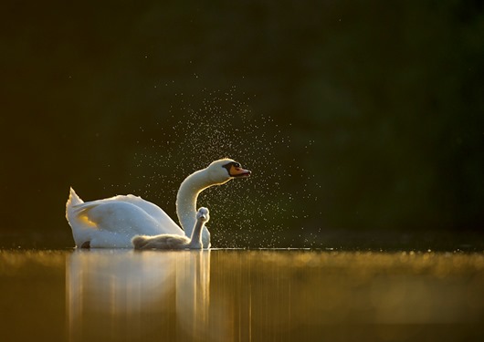 Mute swan Cygnus olor<br />An adult with a young cygnet, backlit by evening sunlight, shakes water from its head<br />Derbyshire, UK