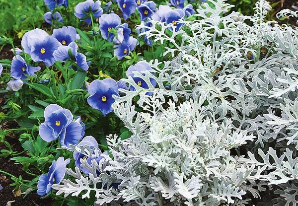 Голубой и серебристый -эти морские оттенки подарят вашему саду вариегатные сорта осоки, циннерария фиалка Витрокка и агератум.